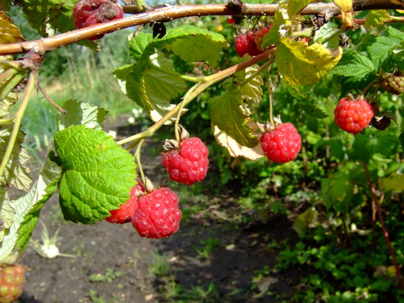 Himbeere - Rubus
