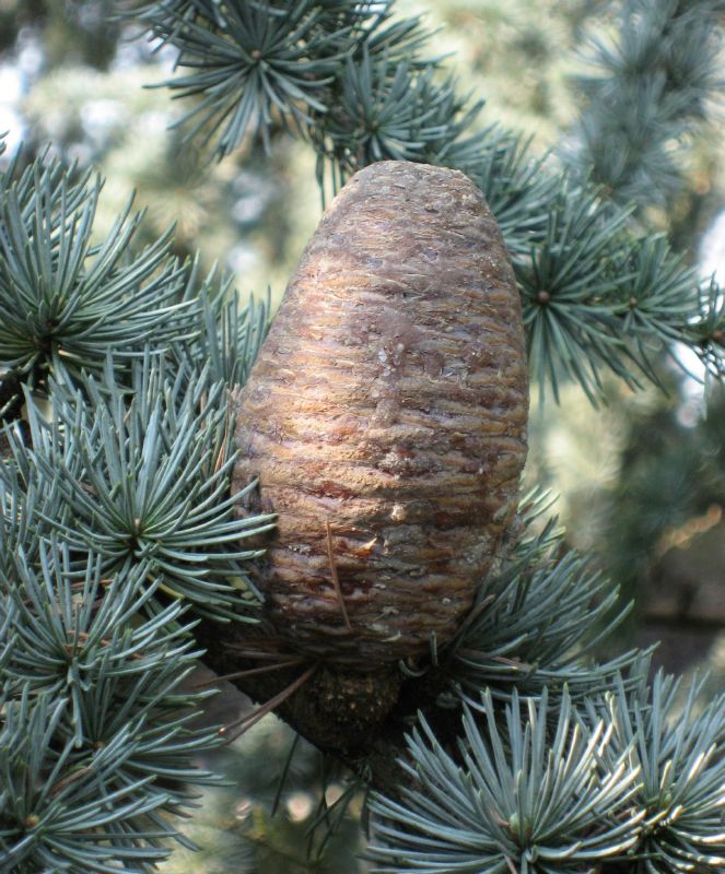 Cedrus libani