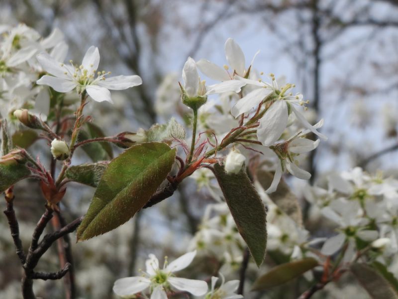 Amelanchier lamarckii VkG 5
