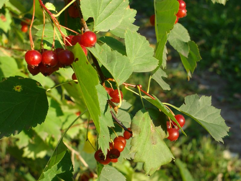 Sorbus torminalis VkG 6