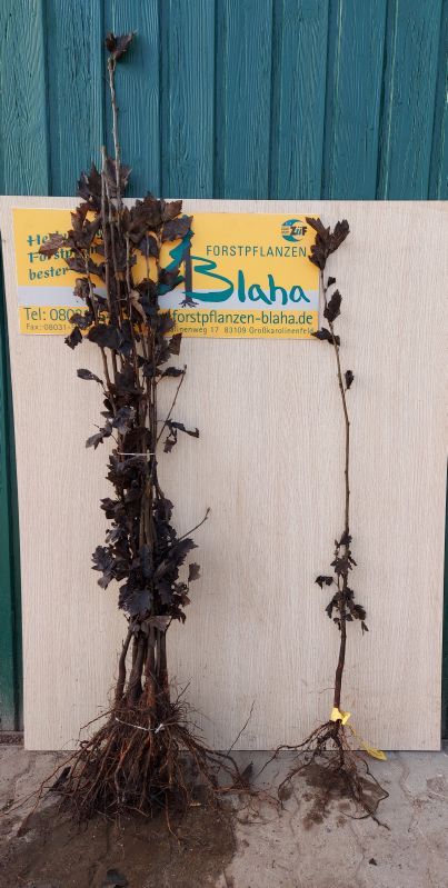 Sorbus torminalis VkG 6