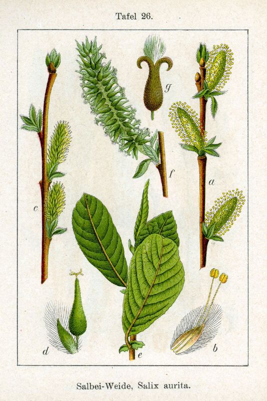 Salix aurita VkG 1