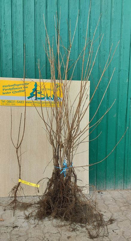 Acer campestre für Hecke
