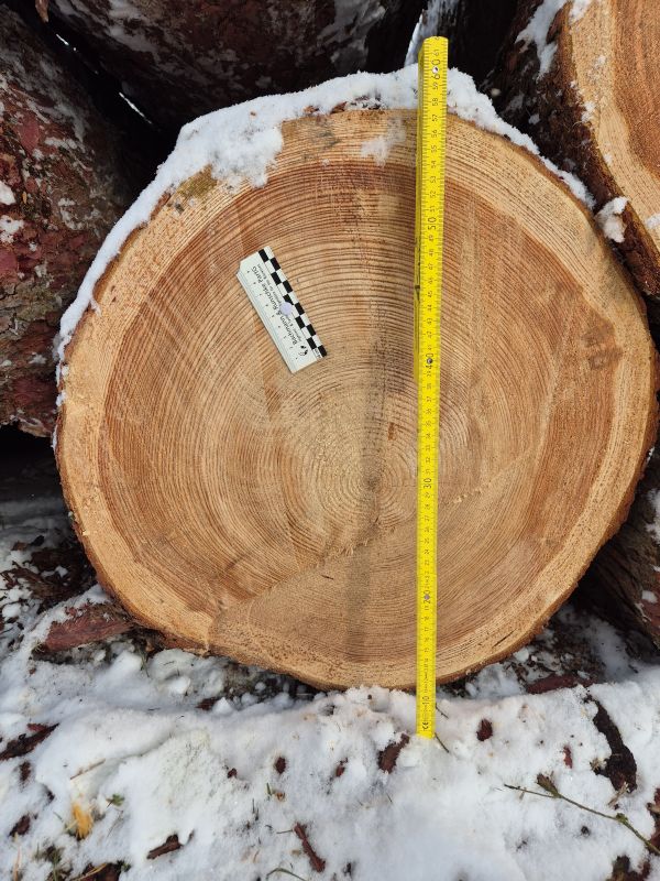 Larix russica (Endl.)