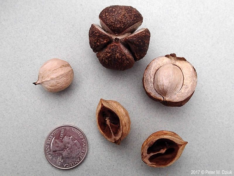 Carya ovata