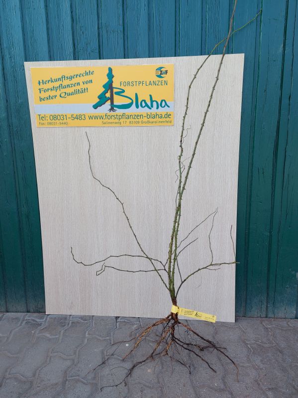 Rosa canina VkG 5