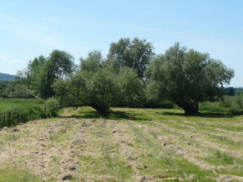 Alnus incana HkG 80302