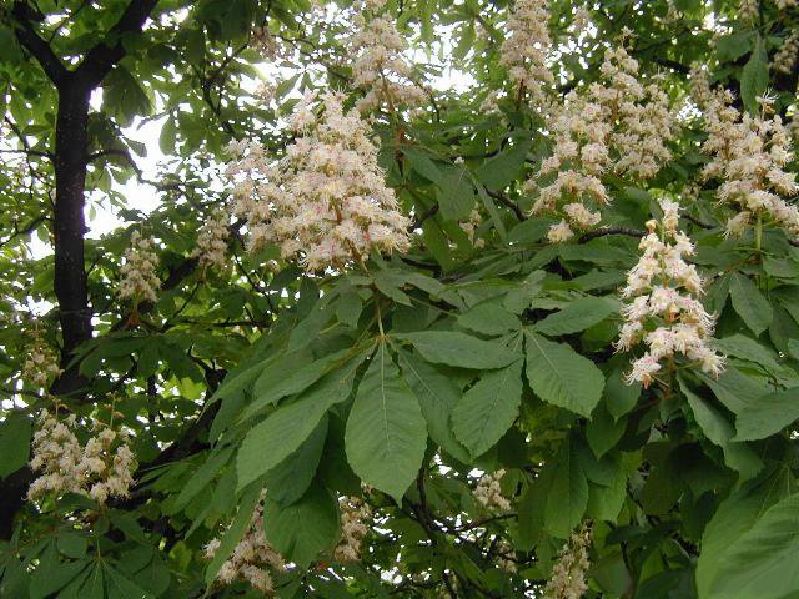Aesculus hippocastanum