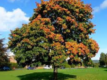 Laubbäume