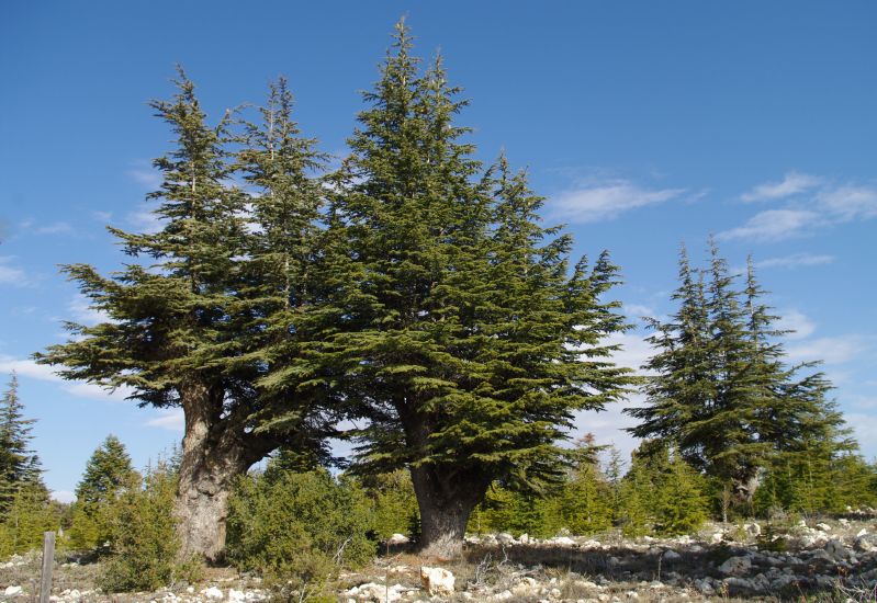 Cedrus libani