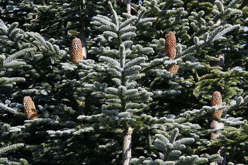 Abies procera