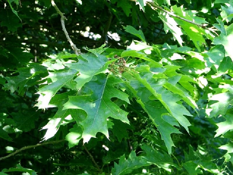 Quercus rubra HkG 81601