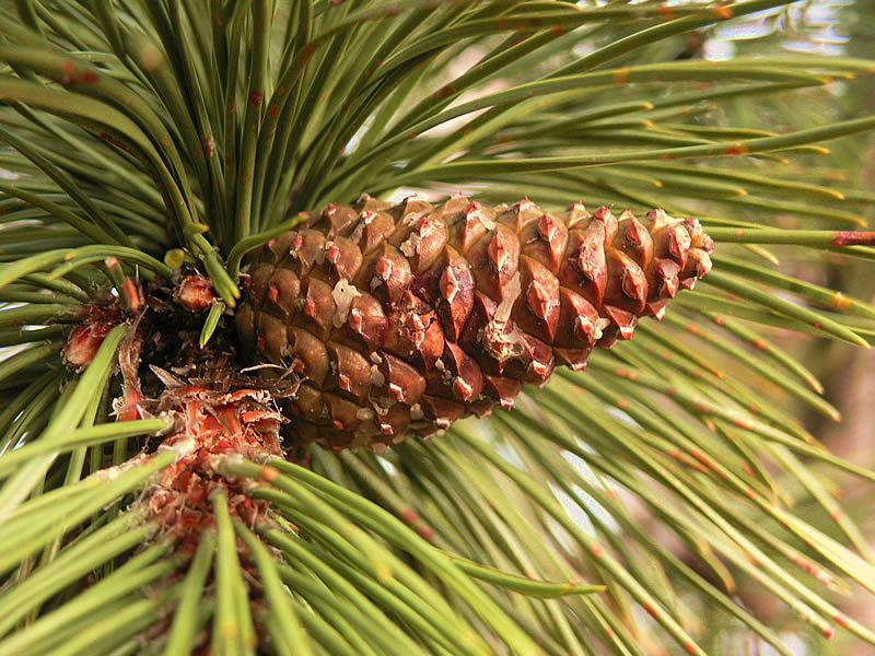 Pinus nigra austriaca HkG 84702