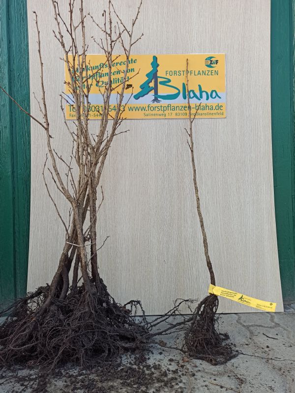 Corylus colurna