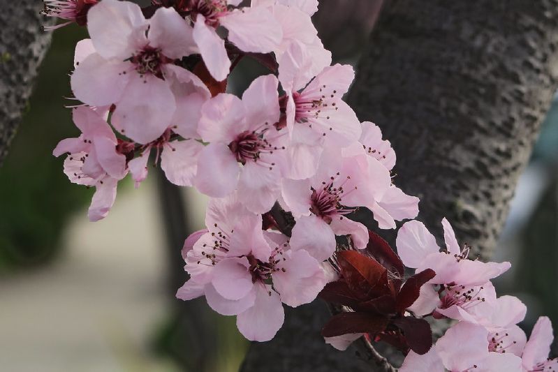 Prunus cerasifera CAC