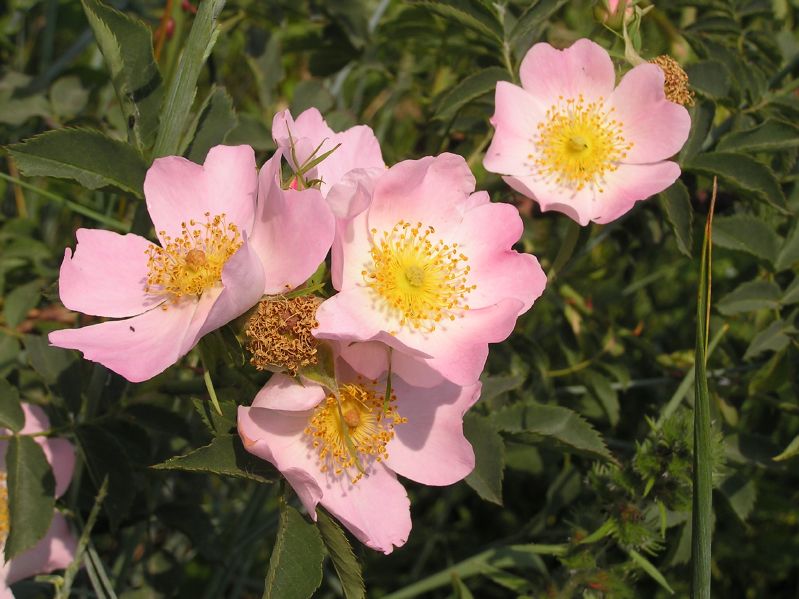Rosa canina VkG 1