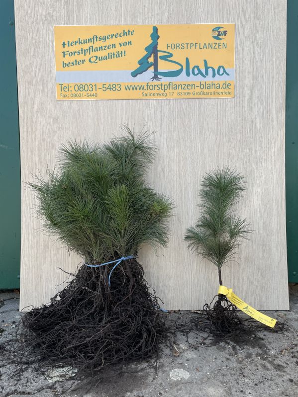 Pinus strobus