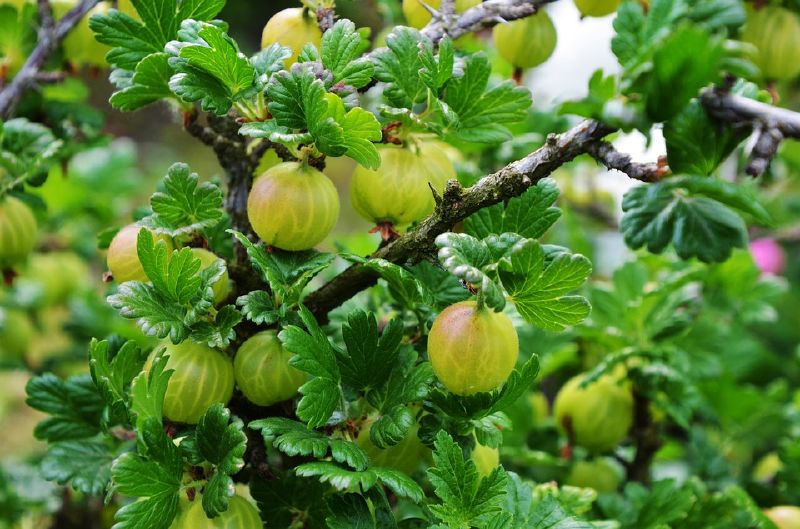 Stachelbeeren - Ribes