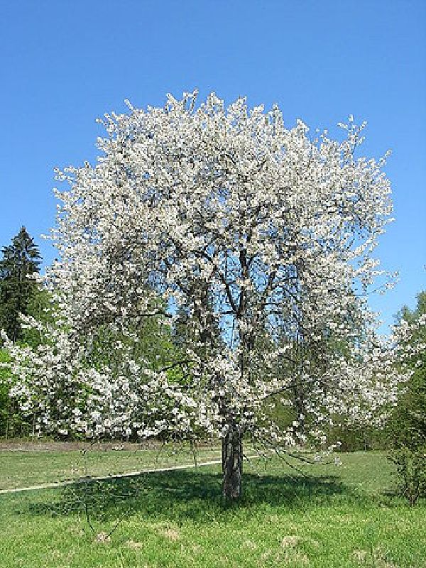 Prunus avium HkG 81404