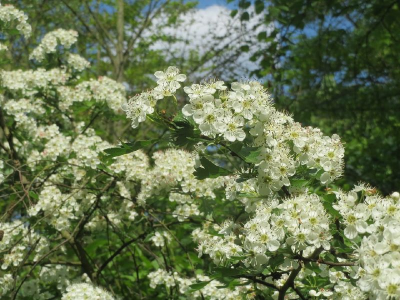 Crataegus VkG 5