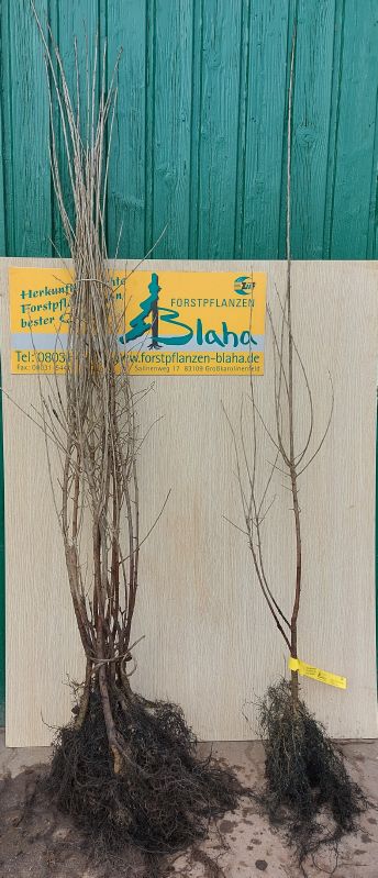 Rhamnus catharticus VkG 2