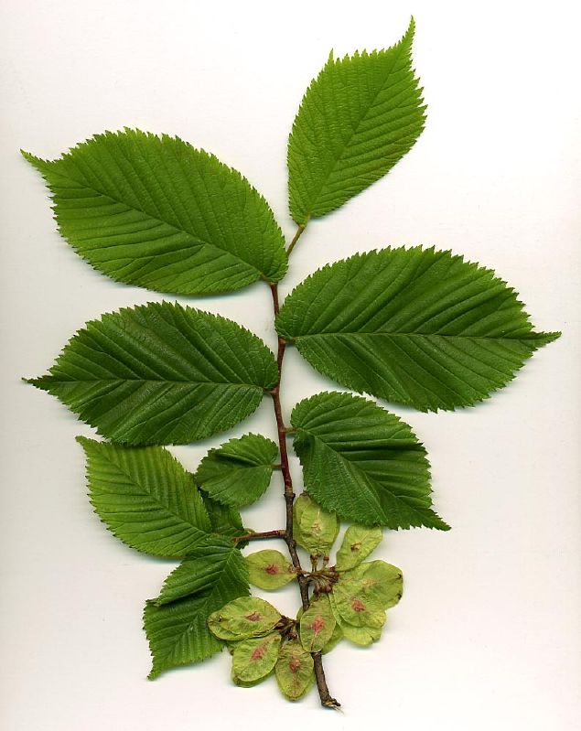 Ulmus glabra VkG 3