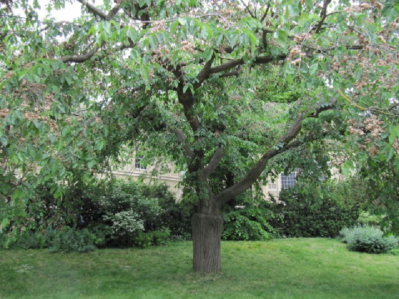 Ulmus glabra VkG 3