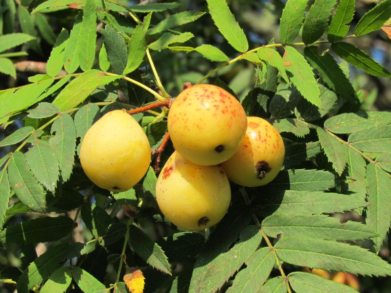 Sorbus domestica VkG 6