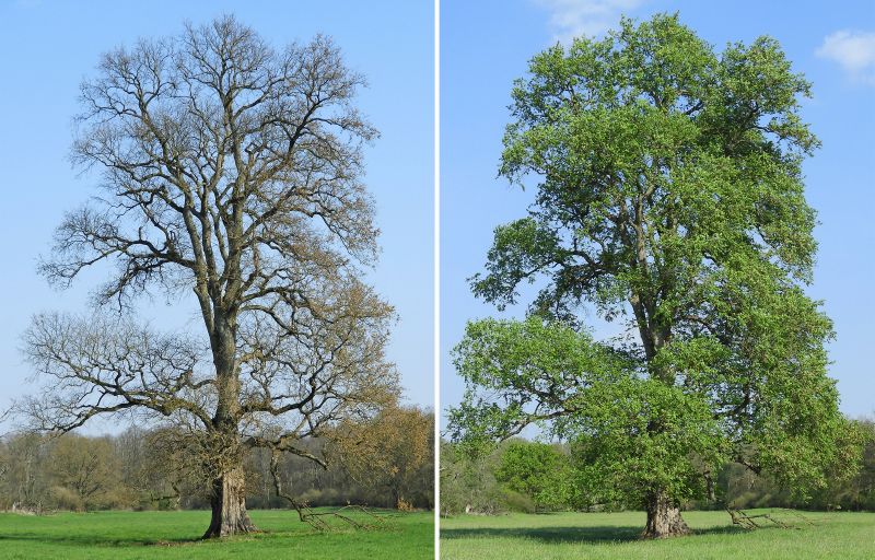 Ulmus laevis VkG 5