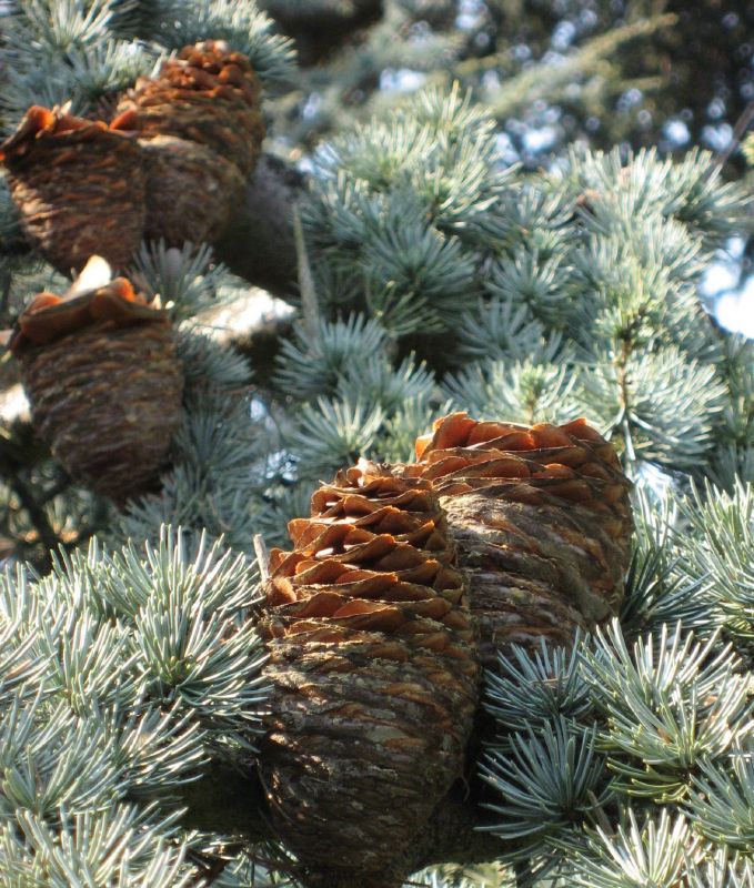 Cedrus atlantica