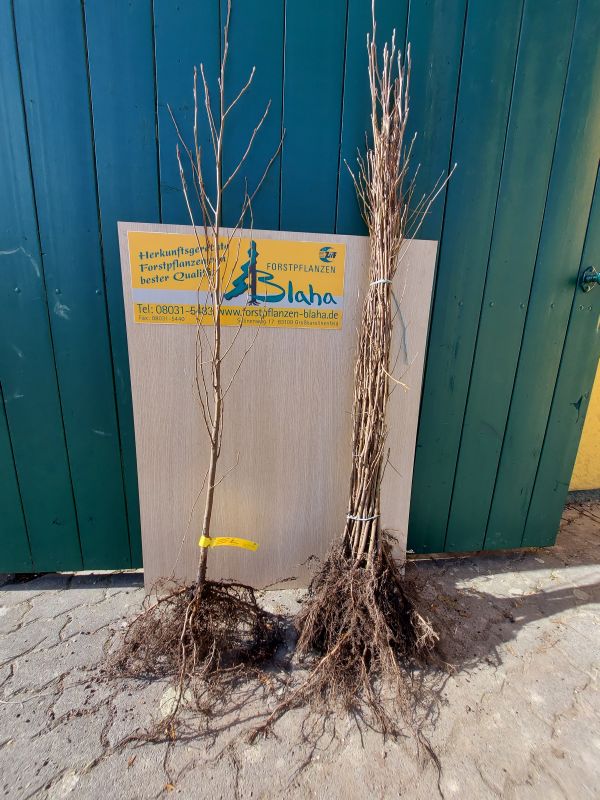 Alnus glutinosa HkG 80204