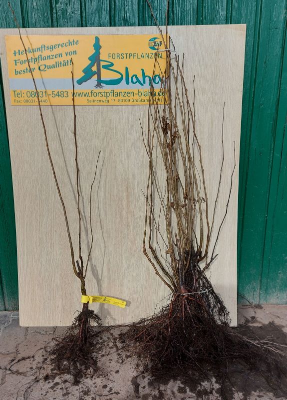 Corylus avellana VkG 4