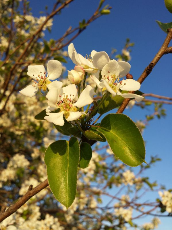 Pyrus pyraster VkG 6