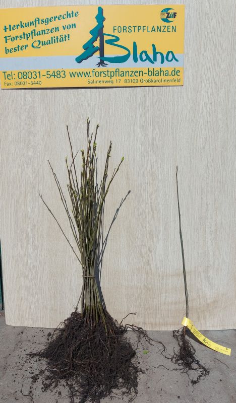 Populus tremula VkG 4