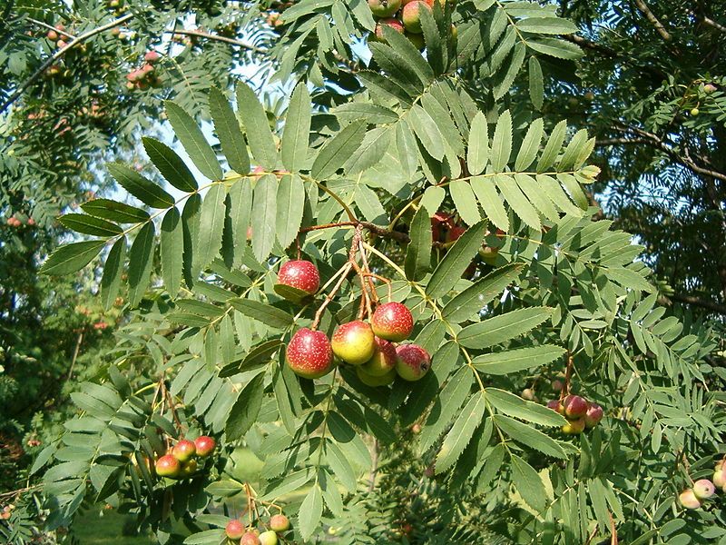 Sorbus domestica VkG 6
