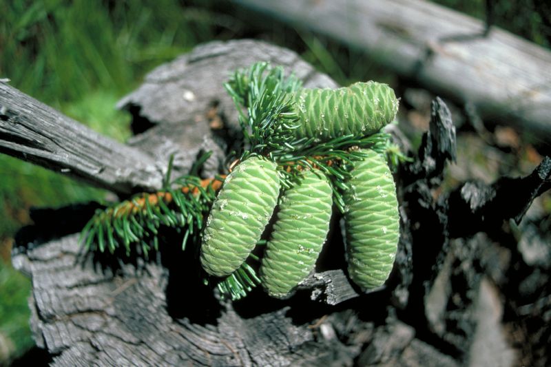 Abies grandis HkG 83001