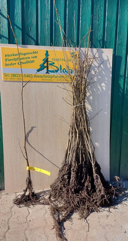 Tilia cordata HkG 82305