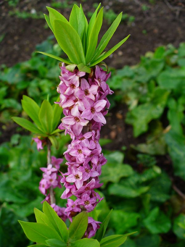 Daphne mezereum VkG 4