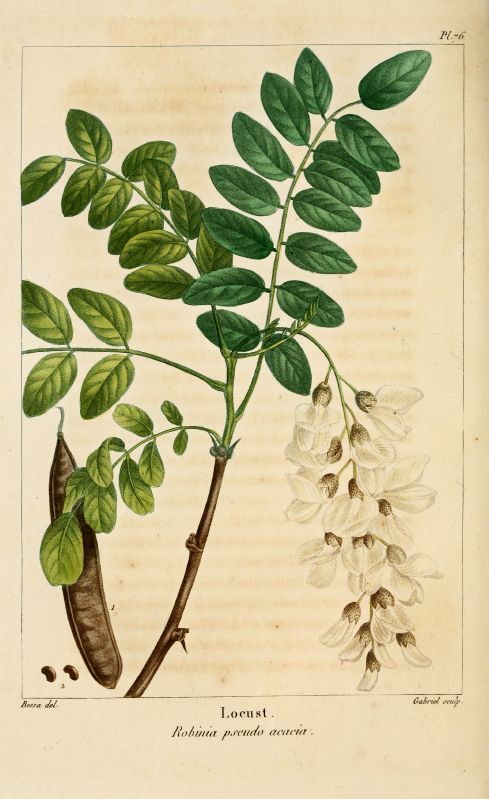Robinia pseudoacacia HkG 81902