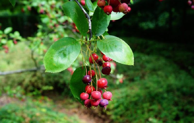 Amelanchier rotundifolia