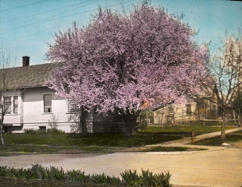 Prunus cerasifera CAC