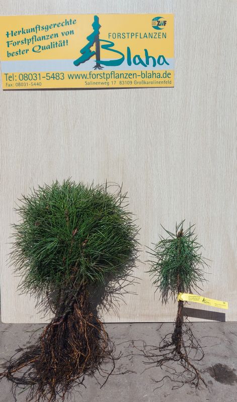 Pinus sylvestris HkG 85107