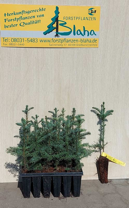 Abies procera