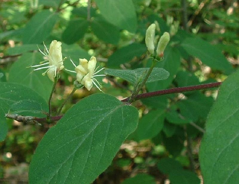 Lonicera xylosteum VkG 3