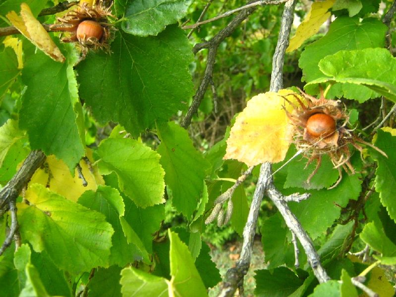 Corylus colurna