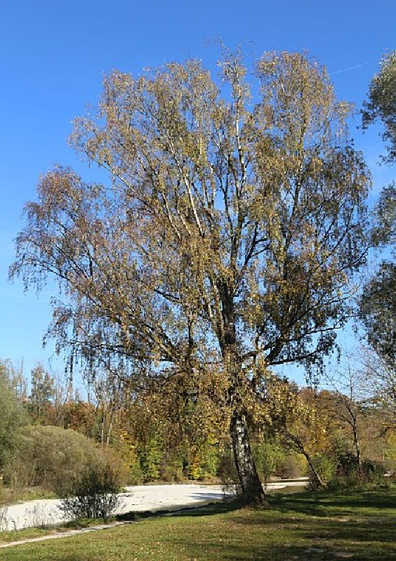 Betula pubescens HkG 80501