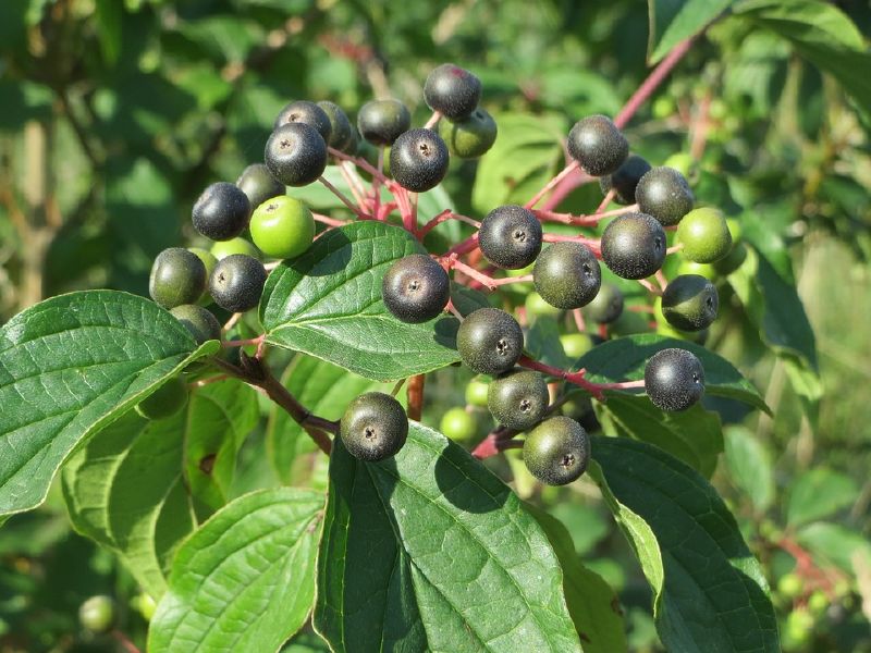 Cornus sanguinea VkG 4
