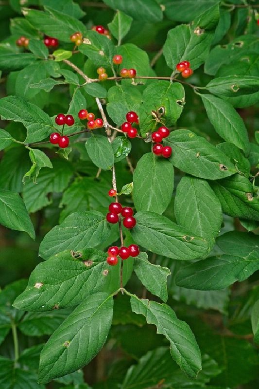 Lonicera xylosteum VkG 5