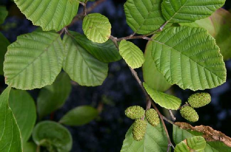 Alnus incana HkG 80301