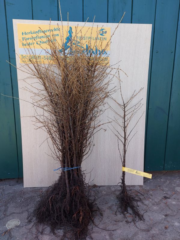 Larix decidua HkG 83702